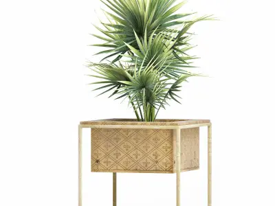 Plants Collection 164 Arabian Sabal Minor 3D model