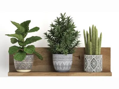 Collection of Exotic Plants 407 3D model