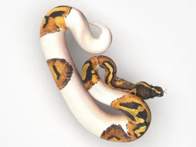 Piebald Ball Python Snake 3D model