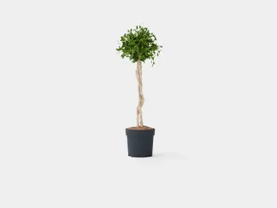 Ficus Nitida braided stem Low-poly 3D model