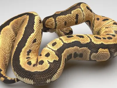 Clown Ball Python Snake 3D model