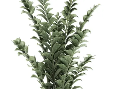 Zamioculcas in pots for the interior 616 3D model