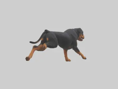 Rottweiler running model Low-poly 3D model
