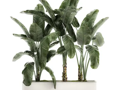 Banana in a white flowerpot for decor and interior design 512 3D model