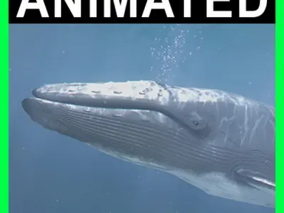 Animated Whale 3D model