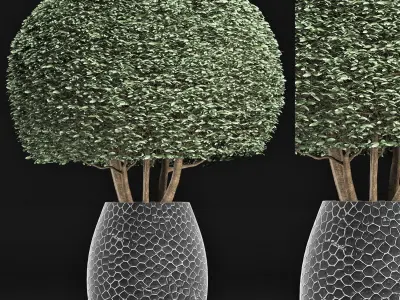 Plants Collection 150 Ligustrum Lucidum 3D model