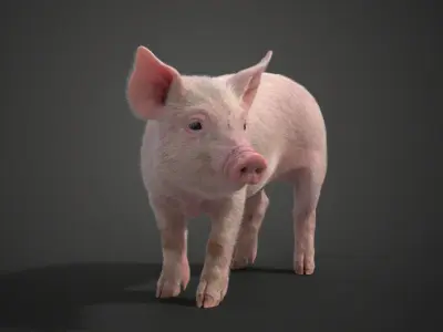 Piggy with 2 Animations  VFX Grace 3D model
