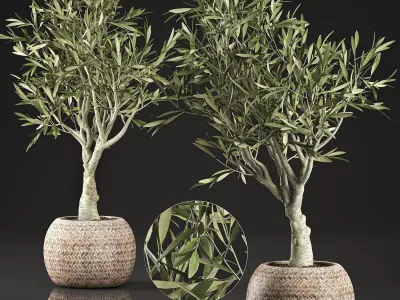 Olive tree for the interior in basket 644 3D model