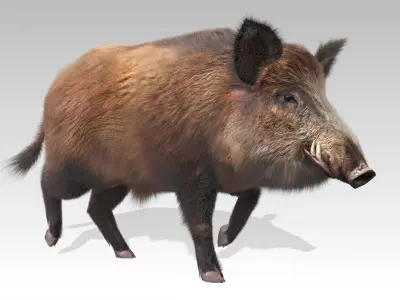 Wild boar Animated Low-poly 3D model