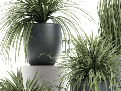 Decorative Cycas palm in a black flowerpot 625 3D model