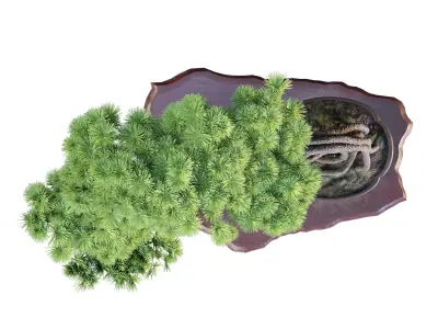 Bonsai 04 - PBR - Midpoly - HQ 3D model