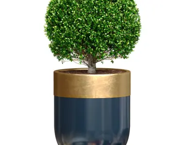 Boxwood Buxus  shrub tree in modern Luxury flower pots vases  3D model
