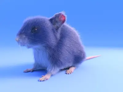 Mouse - grey brown white fur - realistic style - rigged Low-poly 3D model