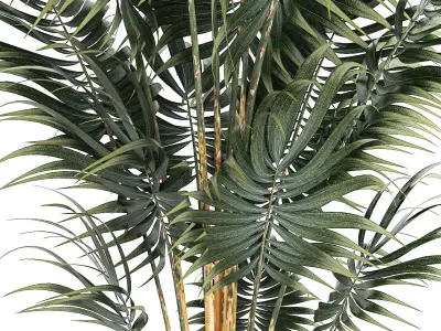 Beautiful Howea palm plants in flower pots 1349 3D model