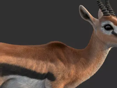 Gazelle 2 FUR Rigged 3D model