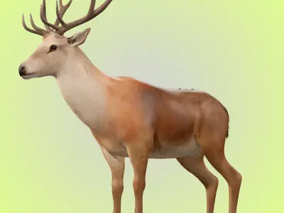 Deer Rig 3D model