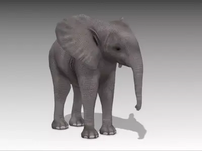 African Elephant Calf Low-poly 3D model