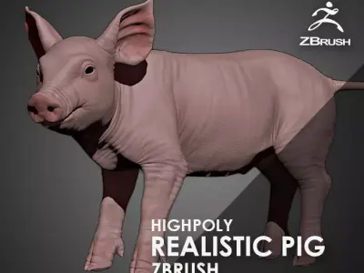 Highpoly Realistic Pig Sculpted in Zbrush 2019 3D model