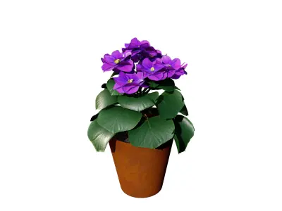 African violets and Poinsettia Plant  Low-poly 3D model