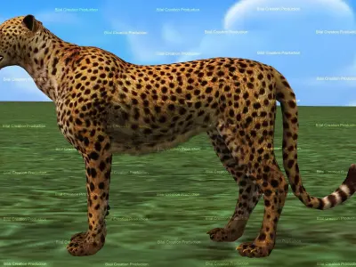 Cheetah Rigged Animated 8 Low-poly 3D model