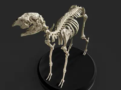 Realistic Llama Skeleton 3D model