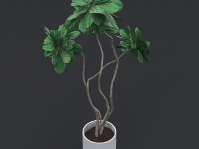 Fiddle Fig Tree II 3D model