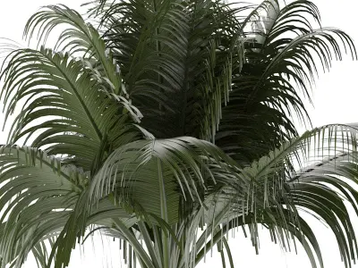 House Plant 31 3D model