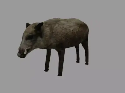 Boar - Javali Low-poly 3D model