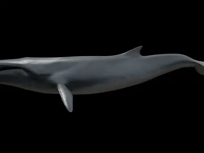 Fin whale Low-poly 3D model