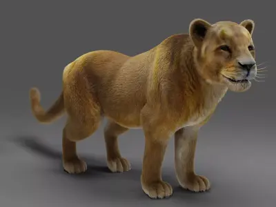 Fur Lioness v02 Rigged in Blender  Low-poly 3D model