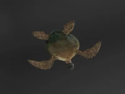 Sea turtle Low-poly 3D model