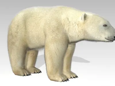 Polar Bear Animated Low-poly 3D model