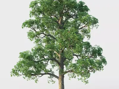 White Oak 01 3D model