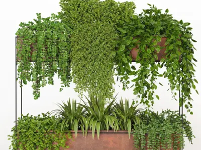 Indoor hanging plants - collection 01