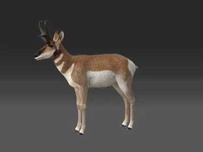 Pronghorn Male Animated 3D model