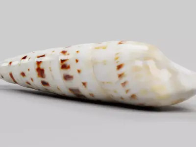 -Seashell V3- 3D model