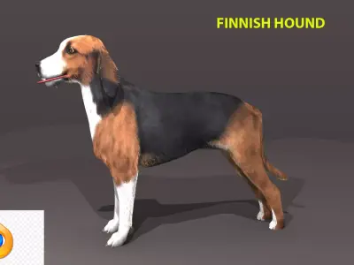 FINNISH HOUND 3D model