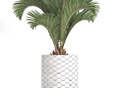 Plants Collection 154 Palm 3D model