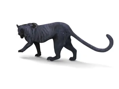 3d Wild Black Panther Rigged Model Low-poly 3D model