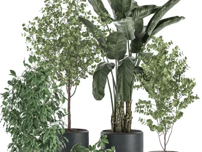 Decorative plants for interior decoration in pots 557 3D model