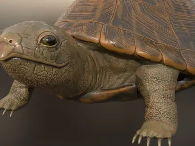 Realistic Turtle 3D model