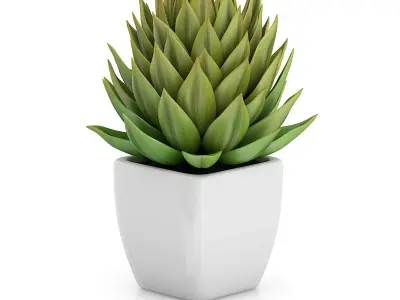 Small Plant in White Pot 1 3D model