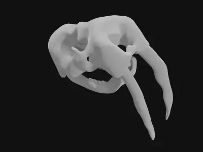 Walrus skull of walrus skeleton Low-poly 3D model