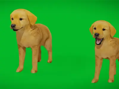 Golden Retriever Puppy Dog Low-poly 3D model