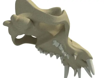 3D Skull of Hippo 3D model