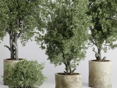 outdoor plant set 166 pot old olive tree concrete old vase Low-poly 3D model