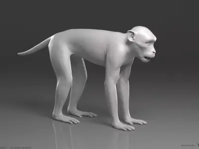 Rhesus Macaque Monkey - Highpoly Sculpture 3D model