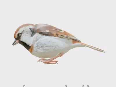 Tree Sparrow 3D Model with Detailed Textures Low-poly 3D model