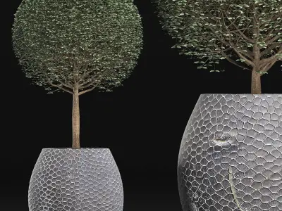 Plants Collection 149 Ligustrum Lucidum 3D model