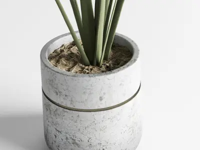 collection Indoor plant 37 -concrete vase Low-poly 3D model